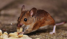 24 Hour & Emergency Exterminators in Prairie Grove, IL